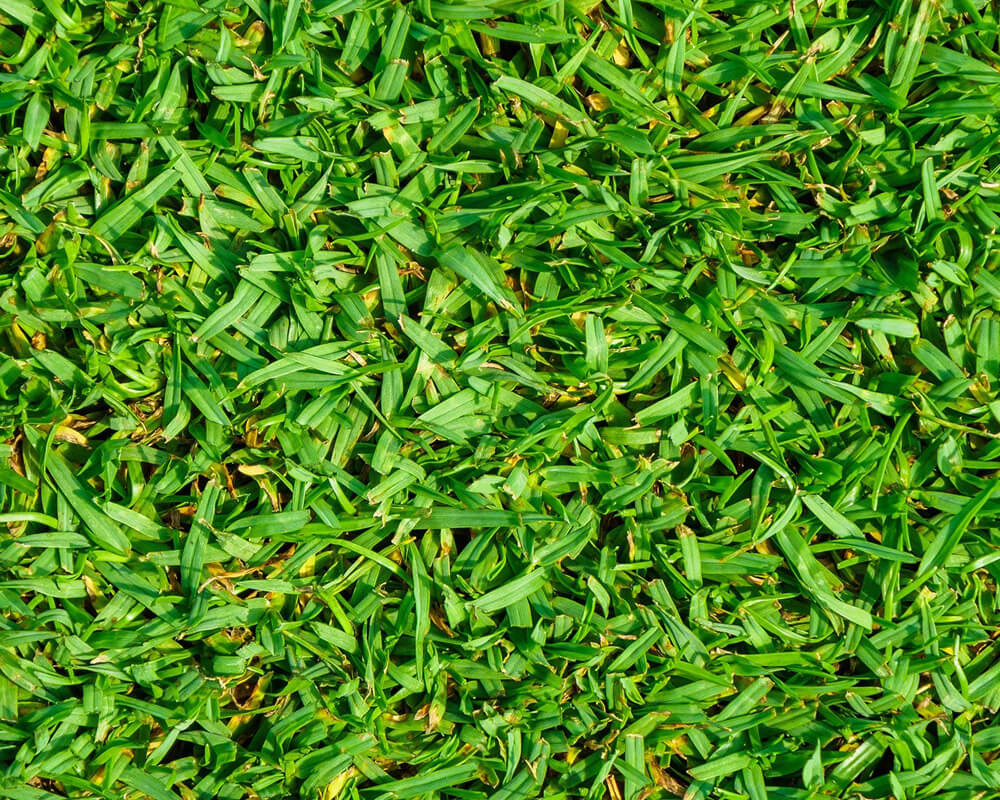 Products – Rimu Turf